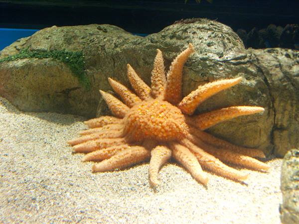 01 Lisbona - 06.36 Parque das Nações - Oceanario