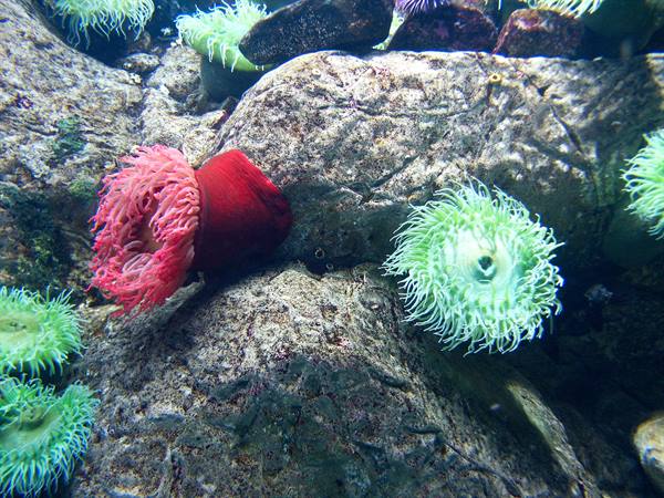 01 Lisbona - 06.38 Parque das Nações - Oceanario