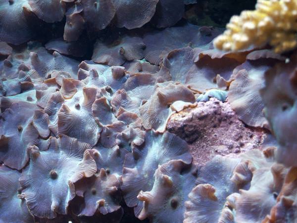 01 Lisbona - 06.42 Parque das Nações - Oceanario