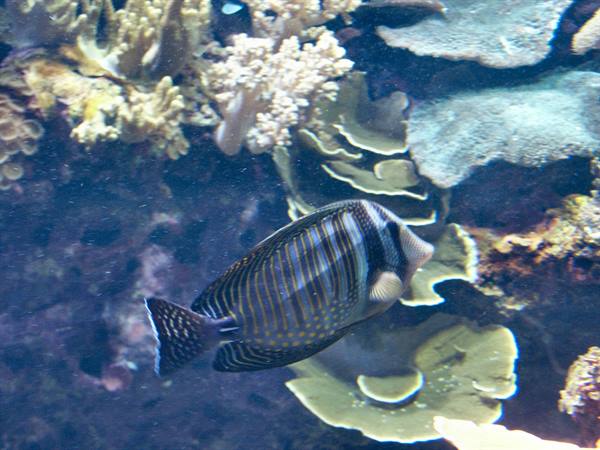 01 Lisbona - 06.44 Parque das Nações - Oceanario