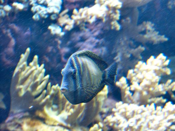 01 Lisbona - 06.45 Parque das Nações - Oceanario