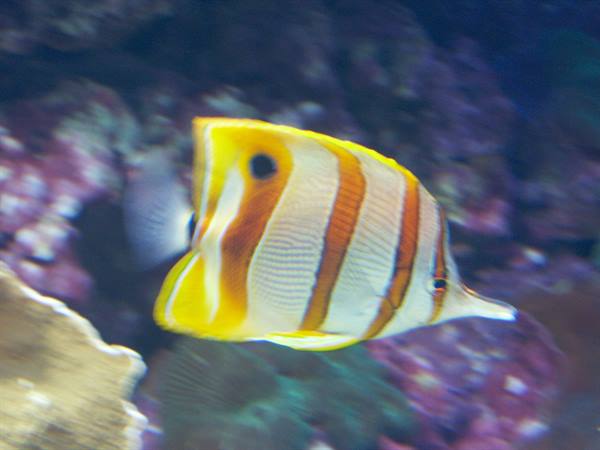 01 Lisbona - 06.46 Parque das Nações - Oceanario
