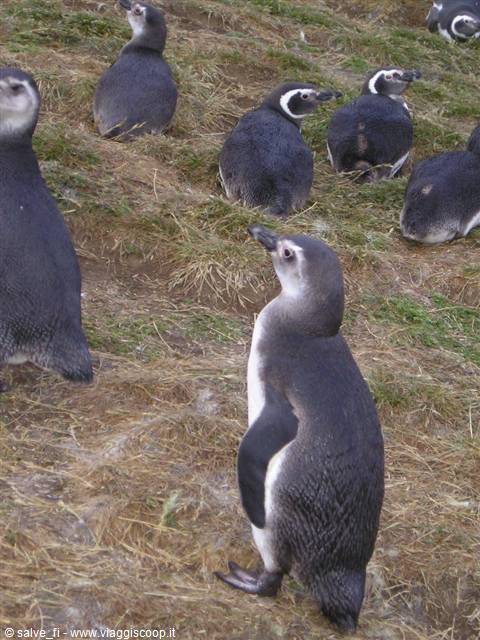 PINGUINI