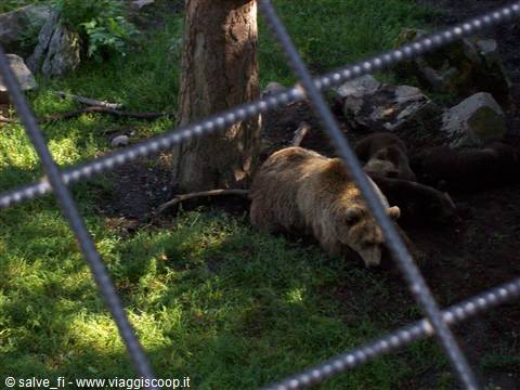 orsi a Skansen
