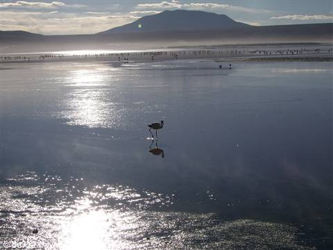 Fenicotteri alla laguna colorada