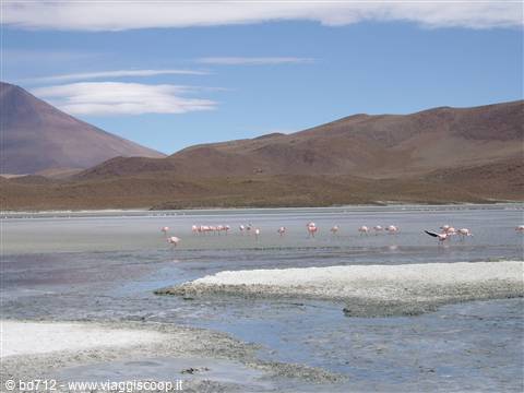 Fenicotteri alla laguna Hedionda nord
