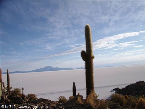 Cactus sull'Isla Incahuasi