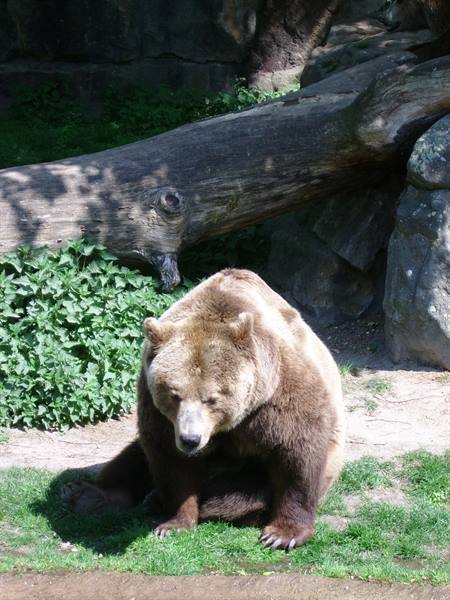 l'orso..... allo zoo