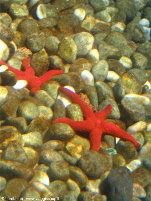 Stelle