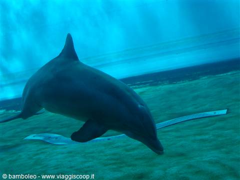 Delfino