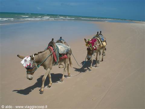 asinelli in spiaggia