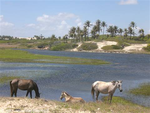 oasi di acqua dolce nelle dune