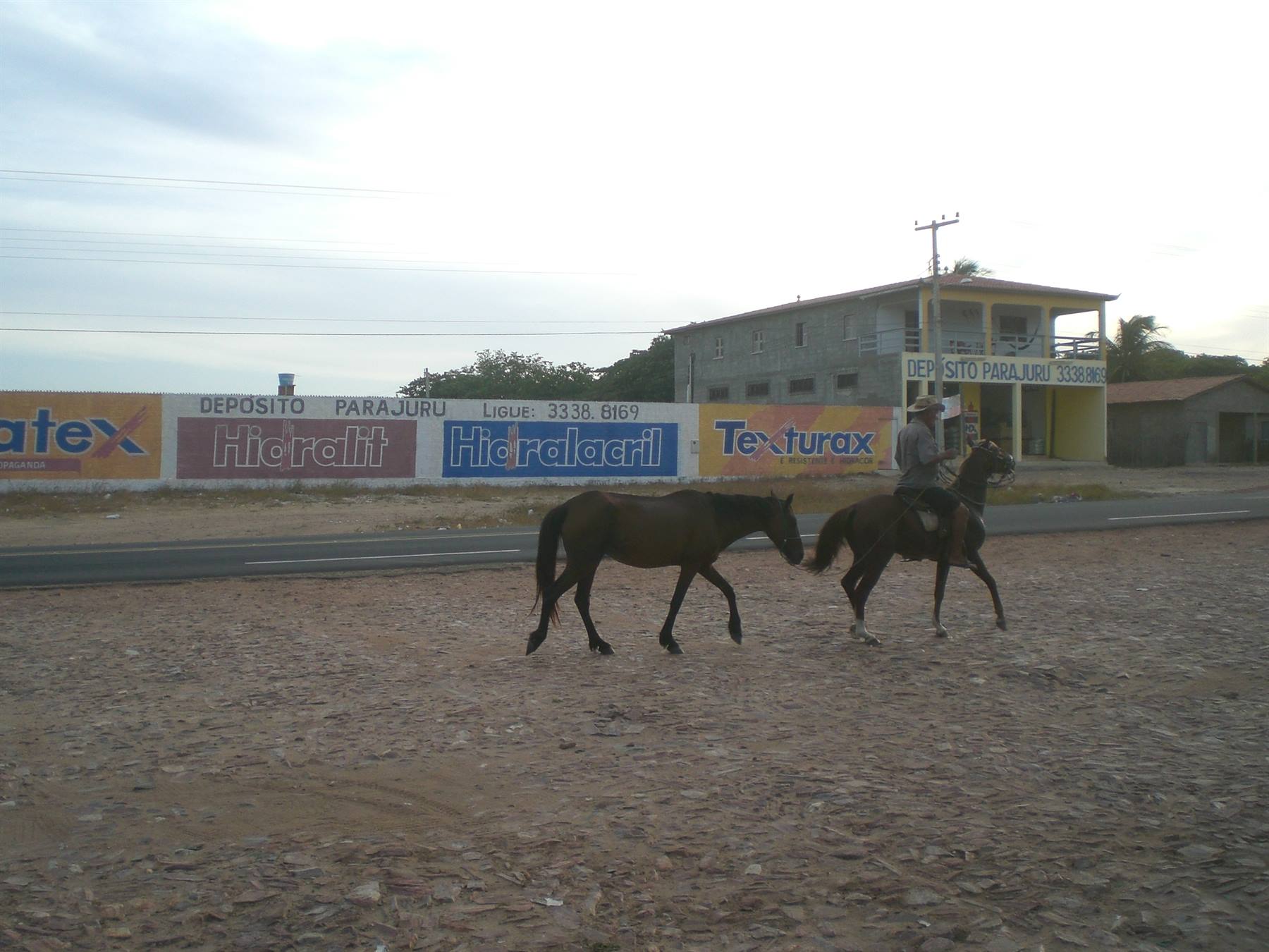 cavalli