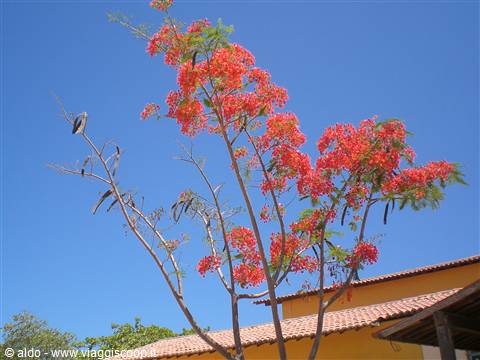 Fiori a Jeri