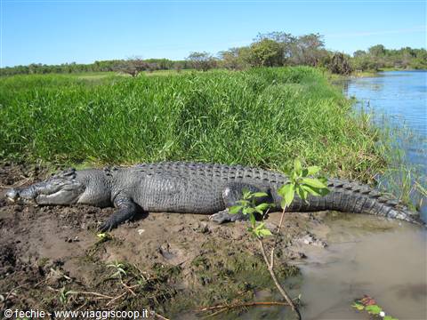 I coccodrilli di Kakadu