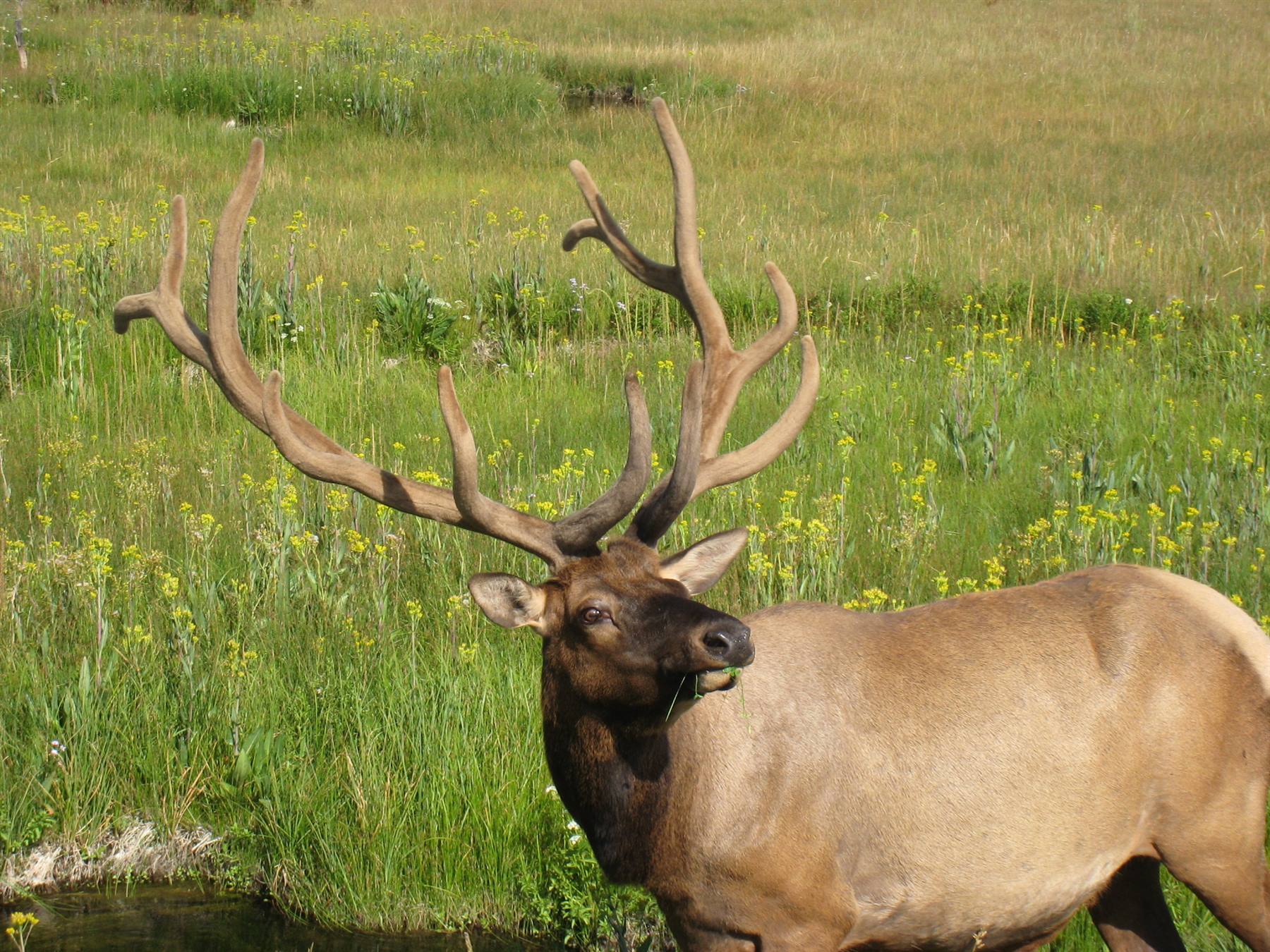Yellowstone - Wildlife