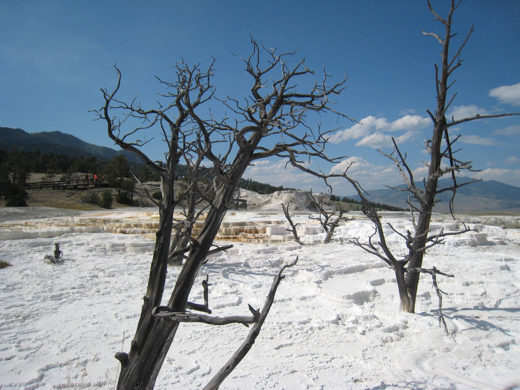 Yellowstone - Mammoth Hot Springs