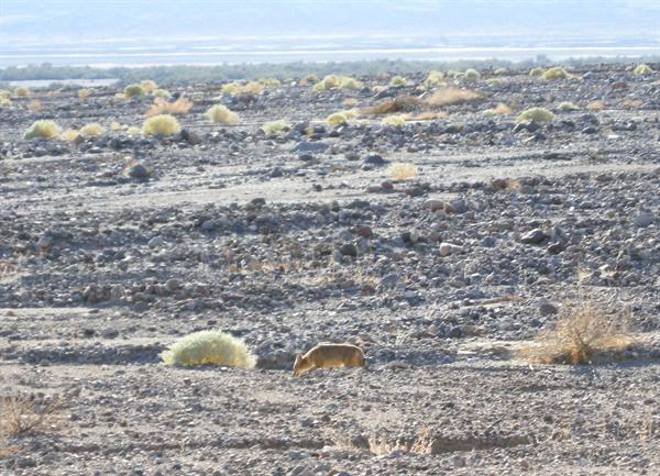 Death Valley - Un coyote