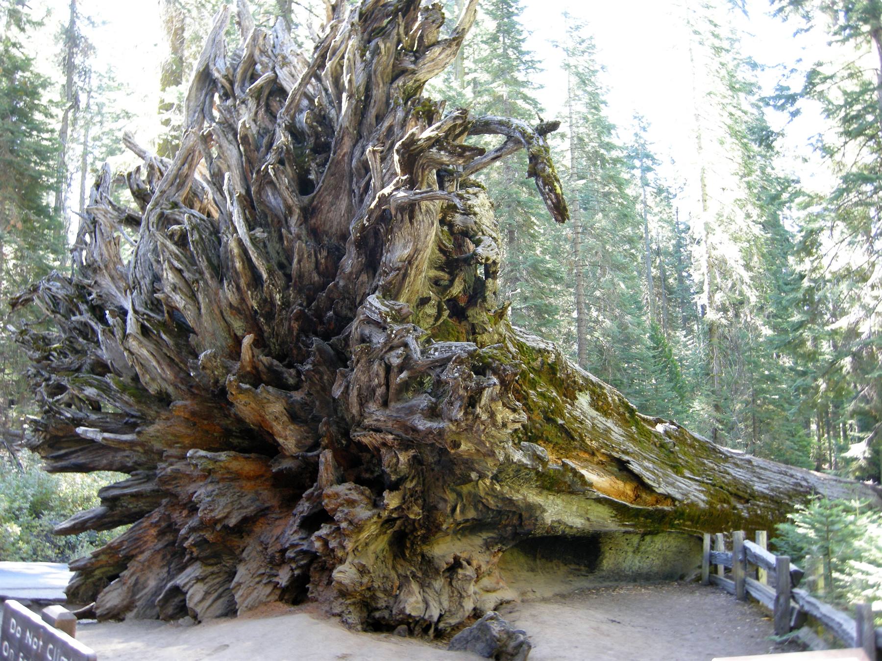 Yosemite National Park - Mariposa Groove - Le Sequoie