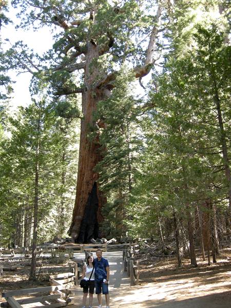 Yosemite National Park - Mariposa Groove - Le Sequoie