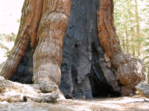 Yosemite National Park - Mariposa Groove - Le Sequoie
