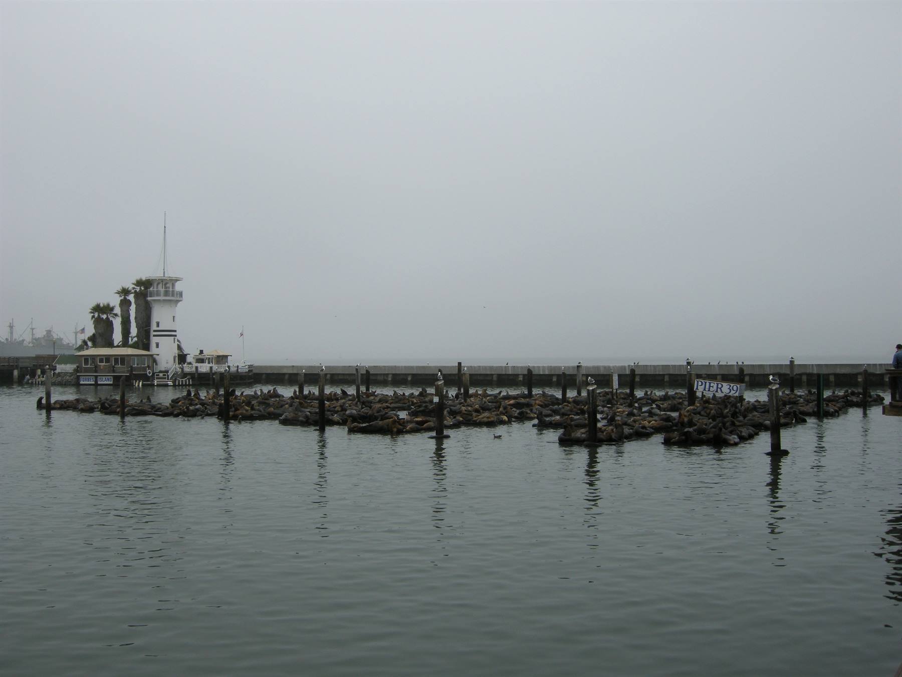 San Francisco - Le foche al Pier 39