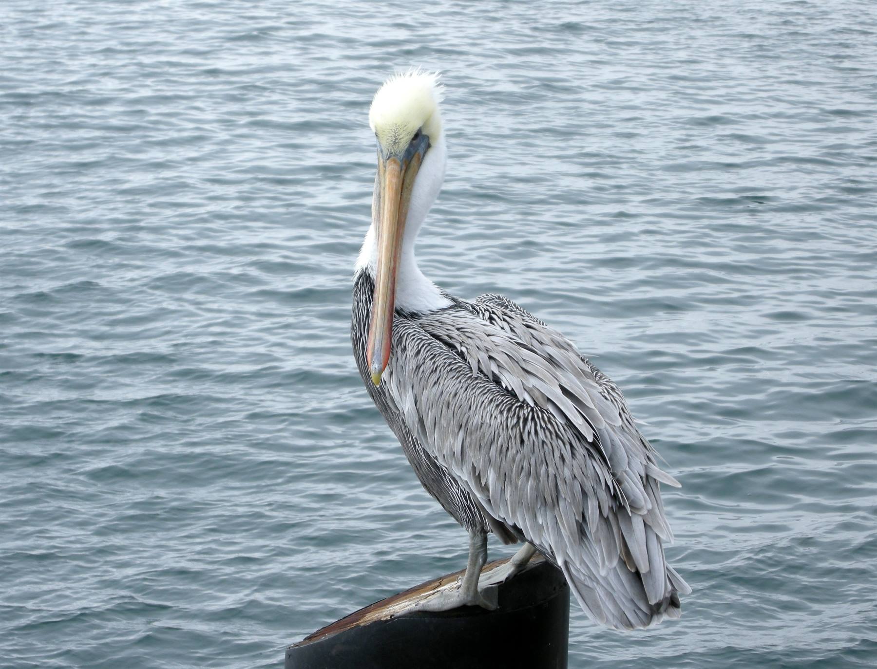 Santa Barbara - Un pellicano sul molo