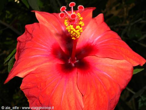 flora