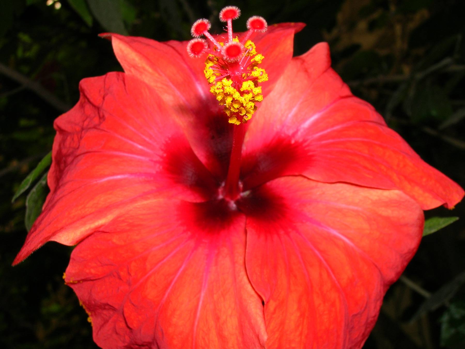 flora