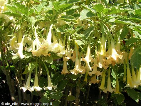 flora