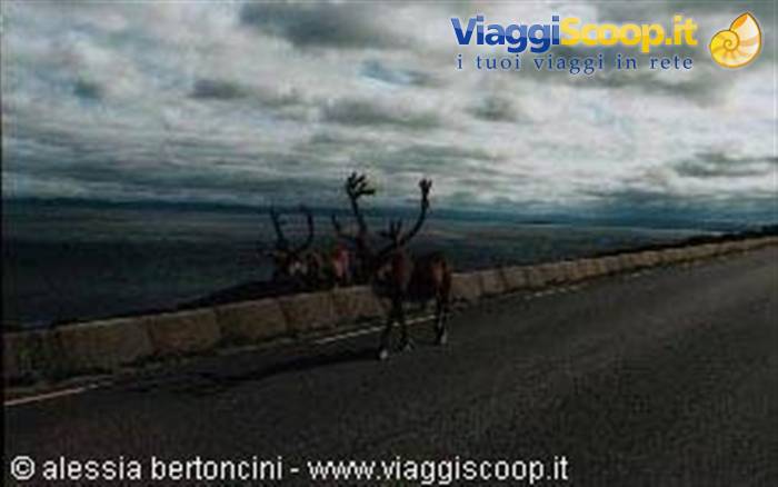 Renne a passeggio