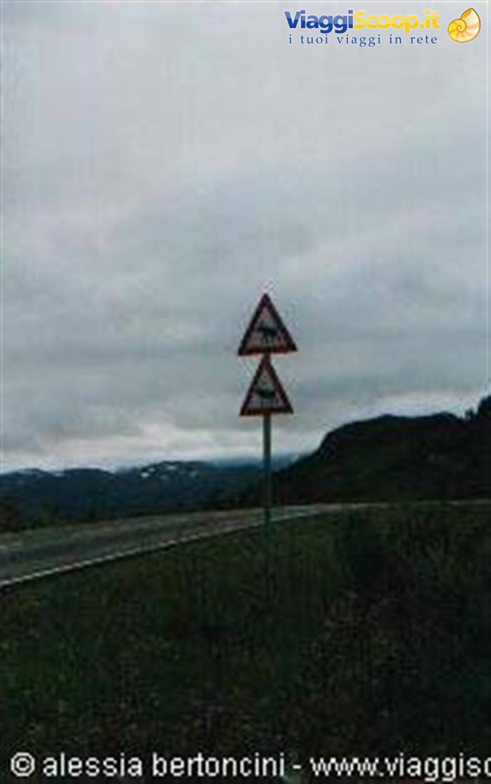 attraversamento renne