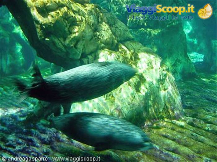Acquario