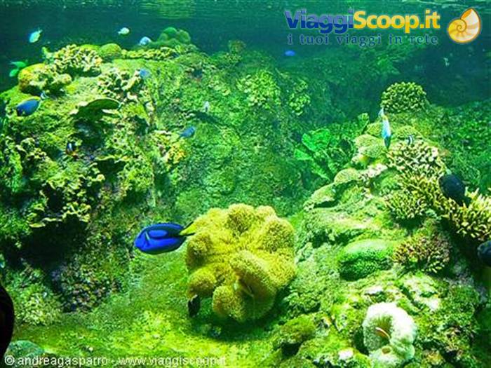 Acquario