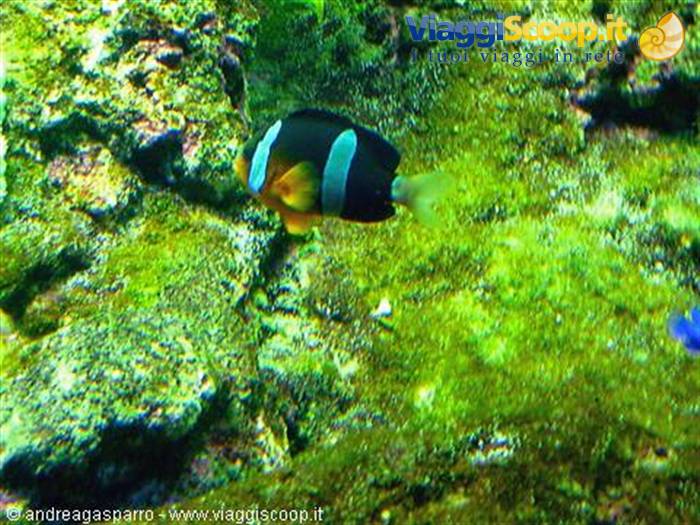 Acquario
