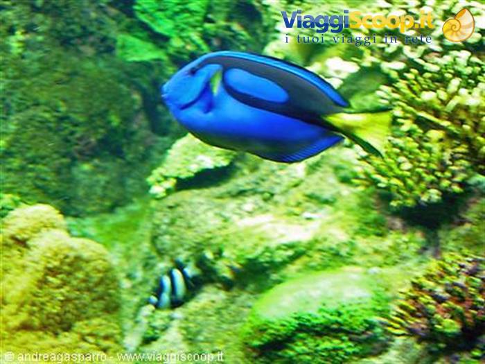 Acquario