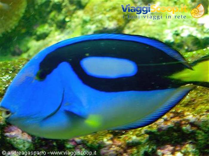 Acquario