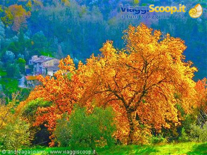 Colori di autunno