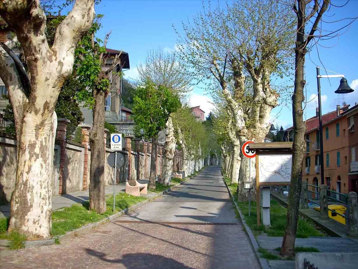 Una strada alberata