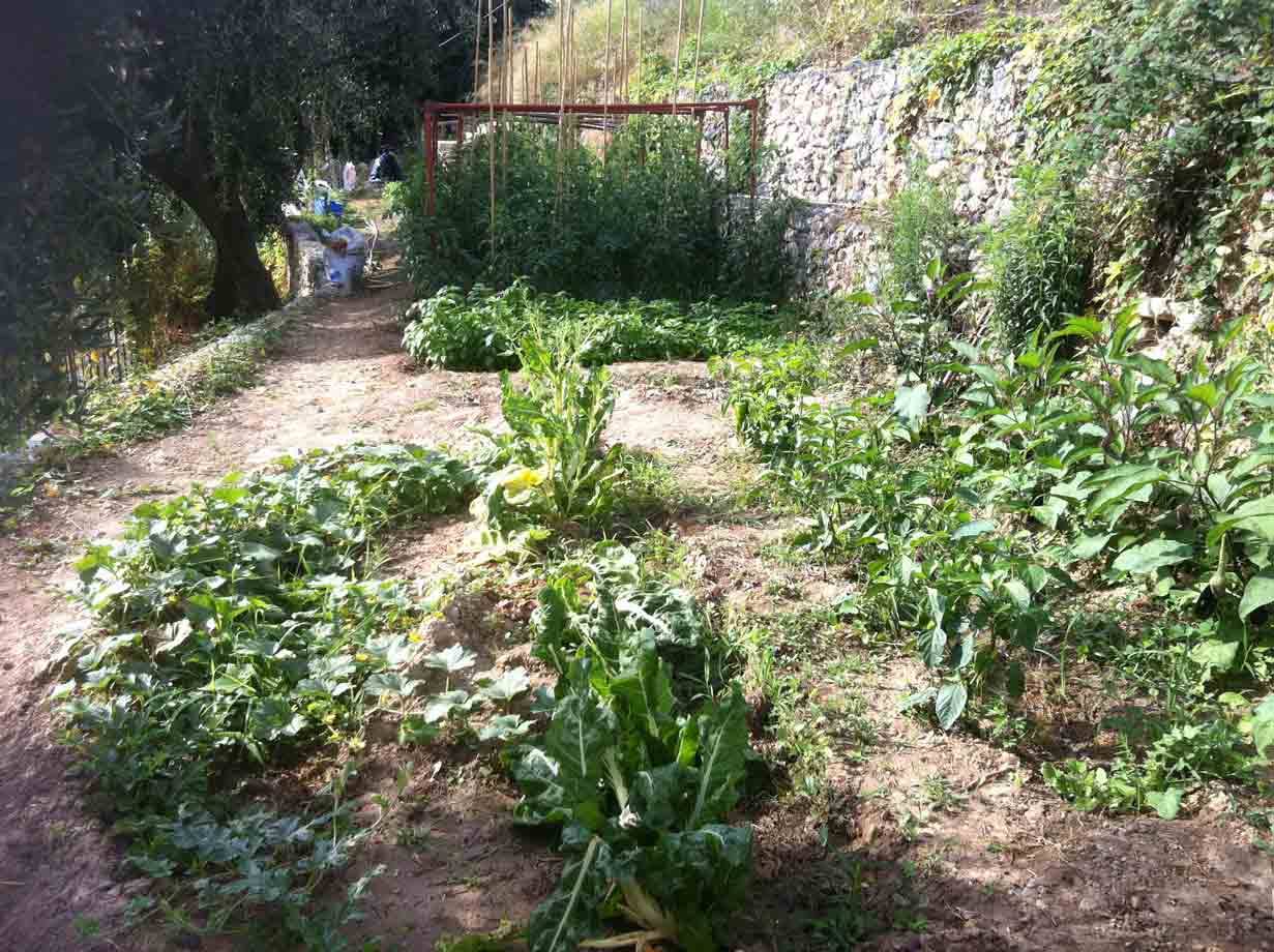 L'orto coltivato dai titolari del Ristorante Lo Scoglio
