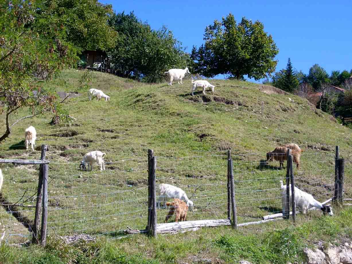 Caprette in un giardino