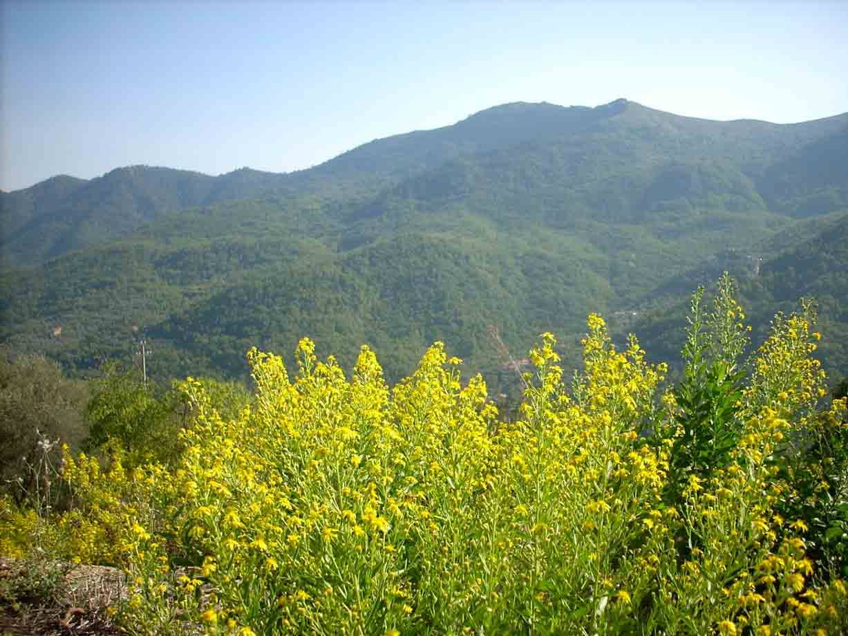 Panorama da Testico