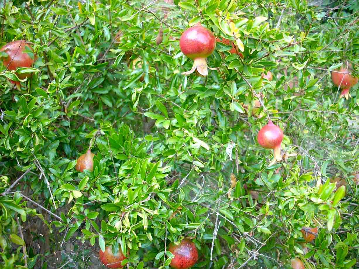 Nespole in un giardino