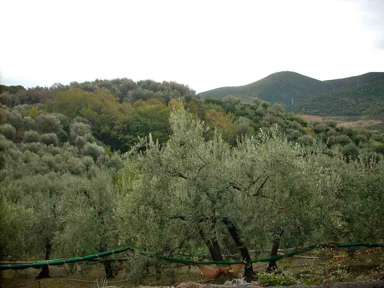 Un uliveto a Boissano