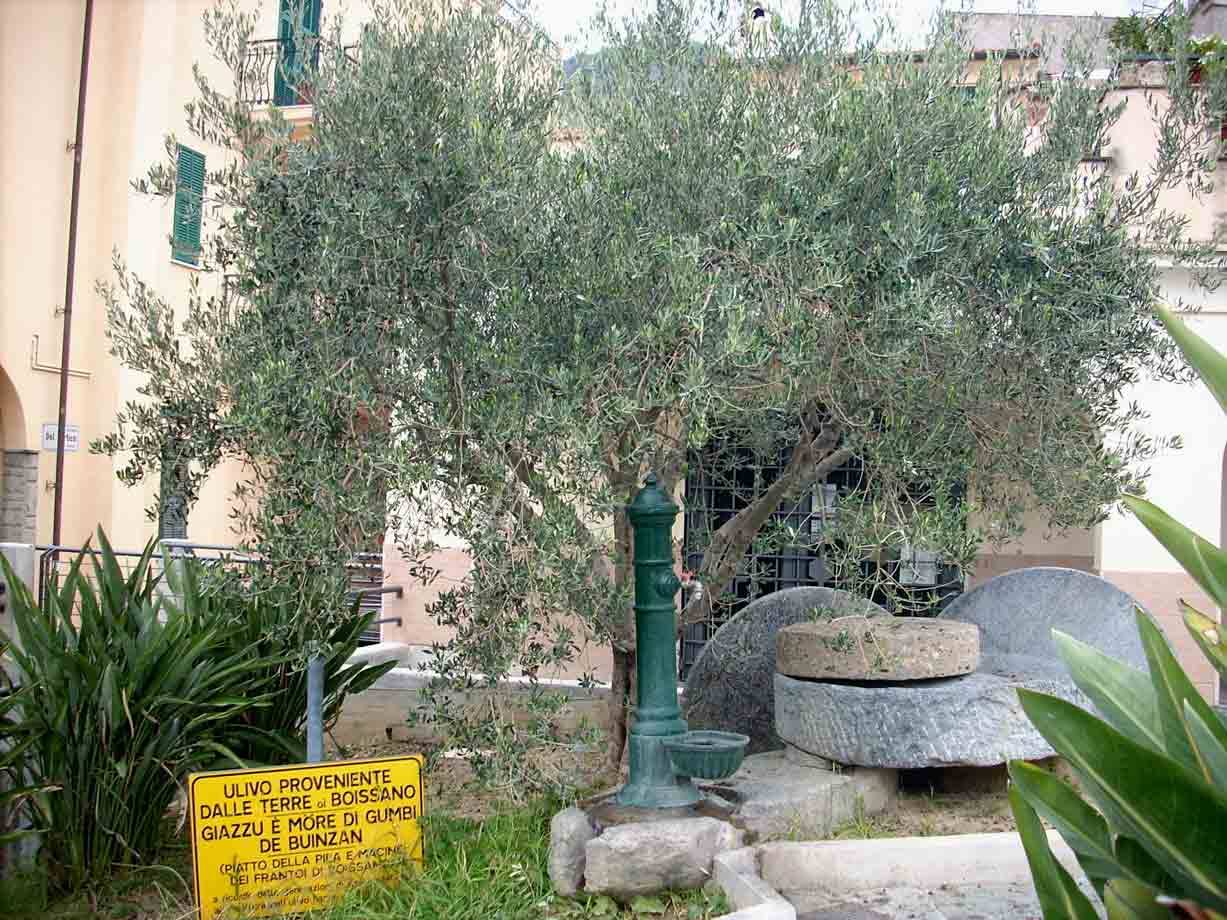 L'ulivo 