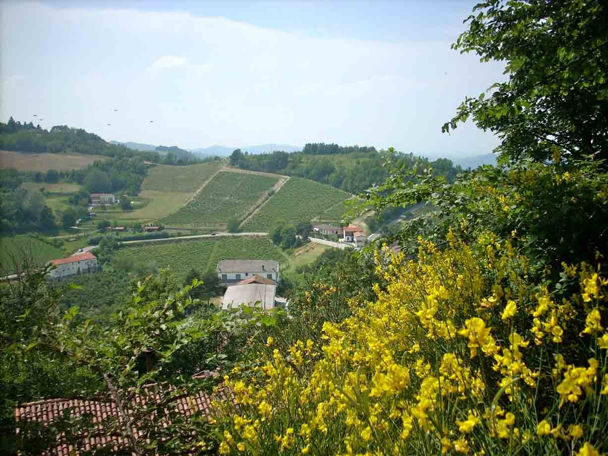 Le colline intorno a Cassinasco