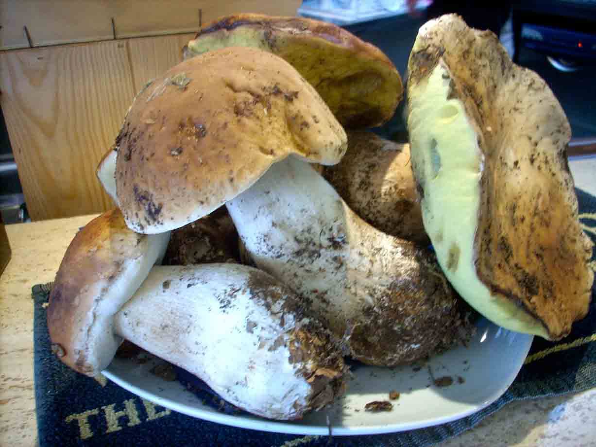 I porcini dell'Osteria del Chiosco