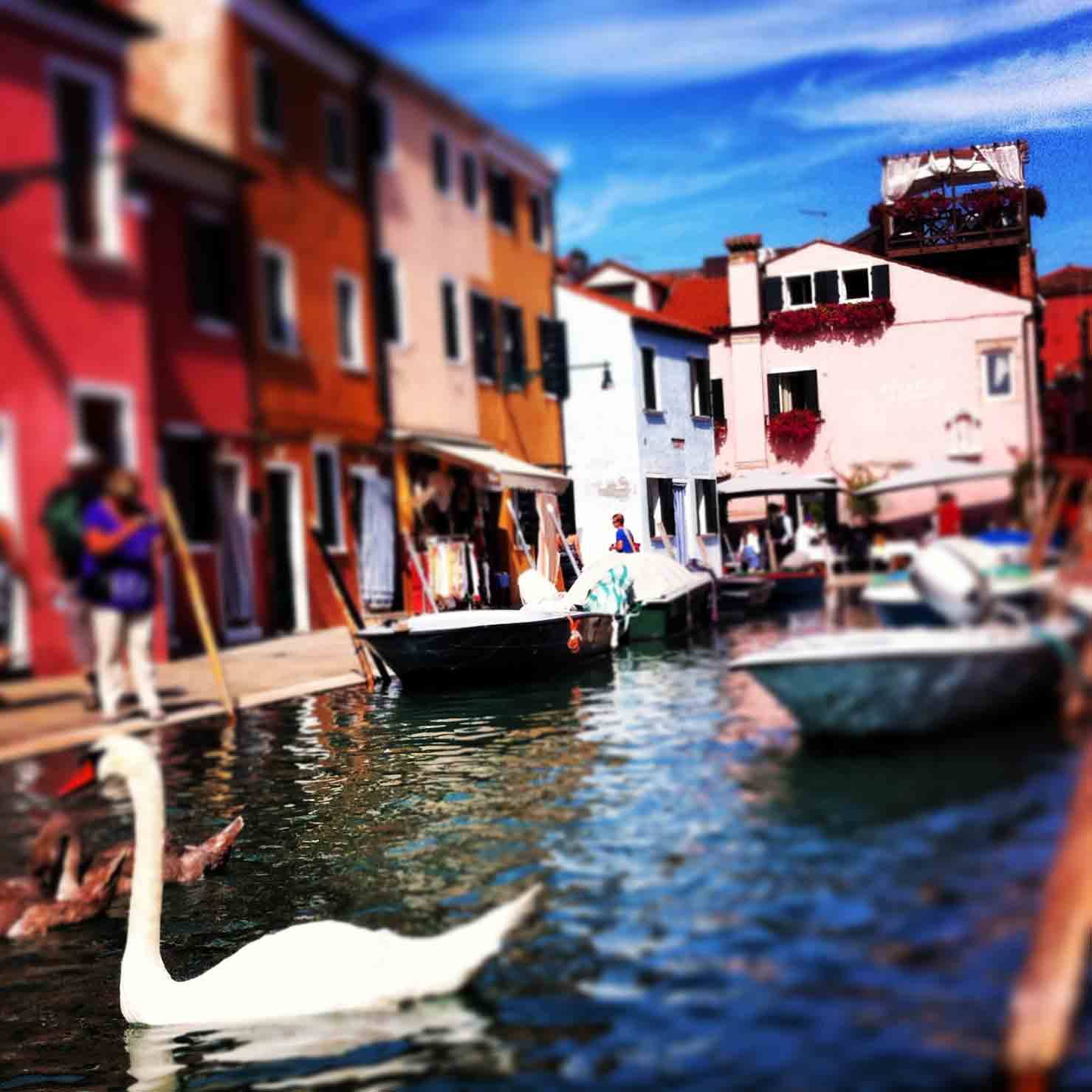 Cigno nuota in un canale di Burano tra barche e case colorate