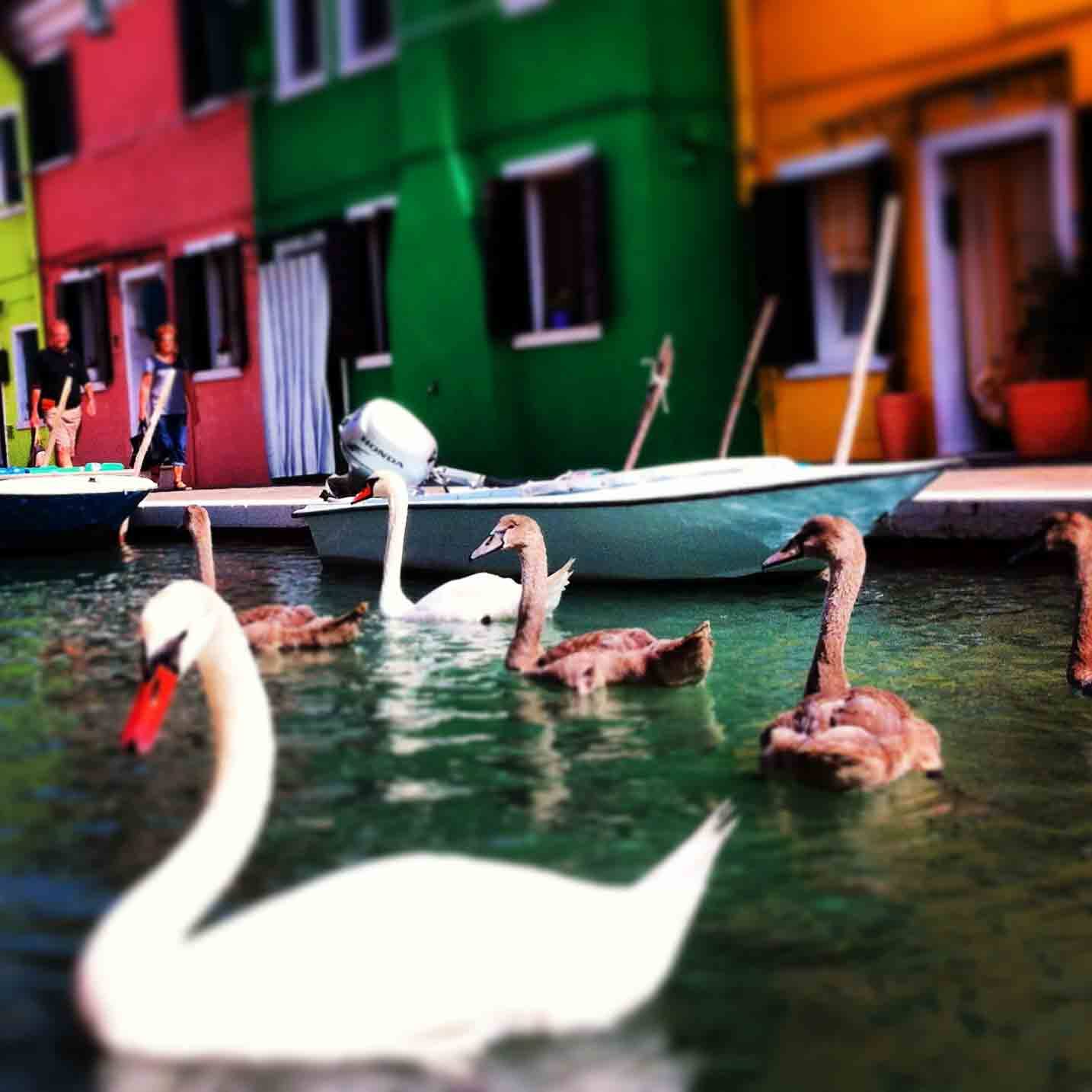 Cigni e cygnet nuotano davanti a barche e case colorate di Burano