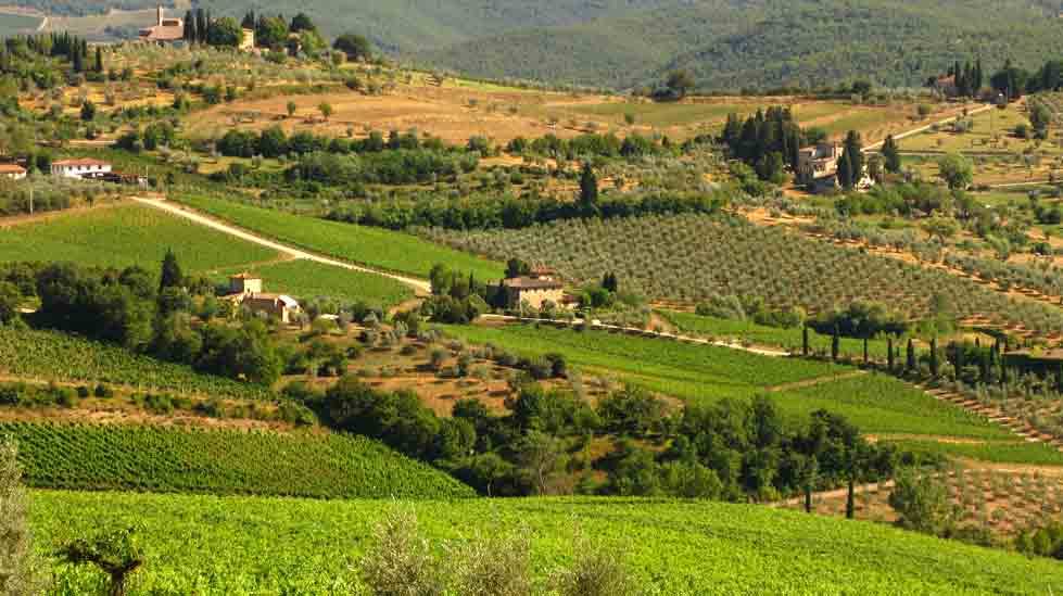 Colline toscane con vigneti, oliveti e case di pietra sotto il sole